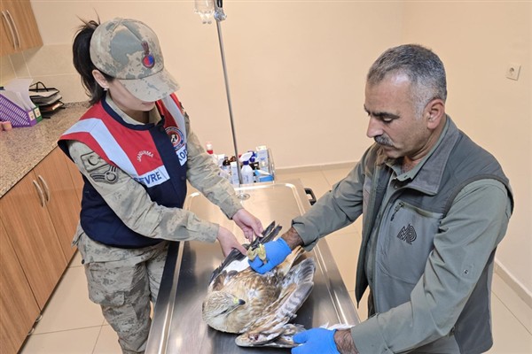 Şanlıurfa’da bulunan yaralı kartal tedavi altına alındı<