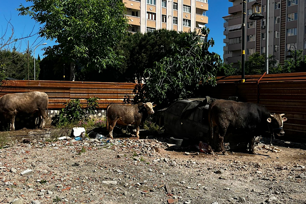Maltepe’de kaçak kurban kesimlerine yönelik denetim<