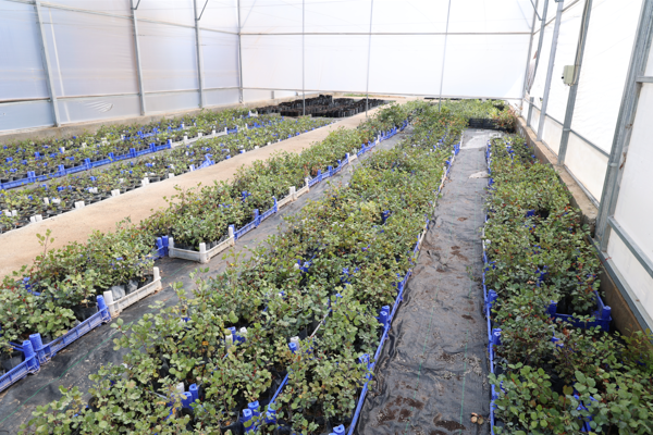 Antalya'da 5 bin keçiboynuzu fidanı üreticilere dağıtılacak<