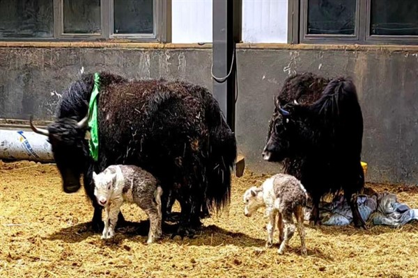 Çinli bilim insanlarından yak klonlamada yeni adım<