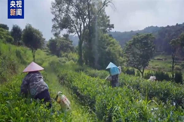 Çin'den 3 tarım sistemi, FAO Tarımsal Miraslar Listesi’ne girdi<