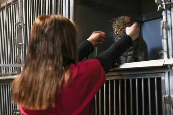 Buca’da 599 sokak hayvanı yuvaya kavuştu<