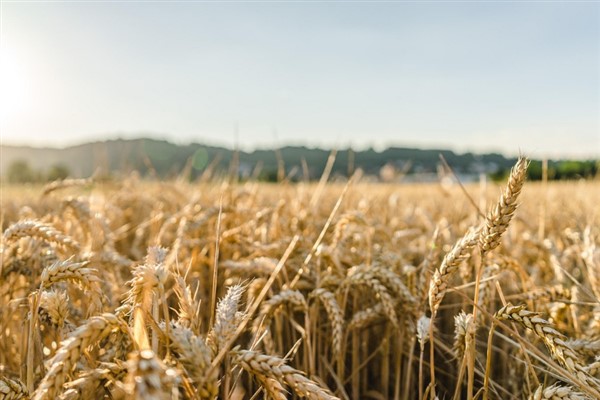 TÜRİB ELÜS piyasasında arpa, buğday ve mısır fiyatları haftayı hafif artışla kapadı<