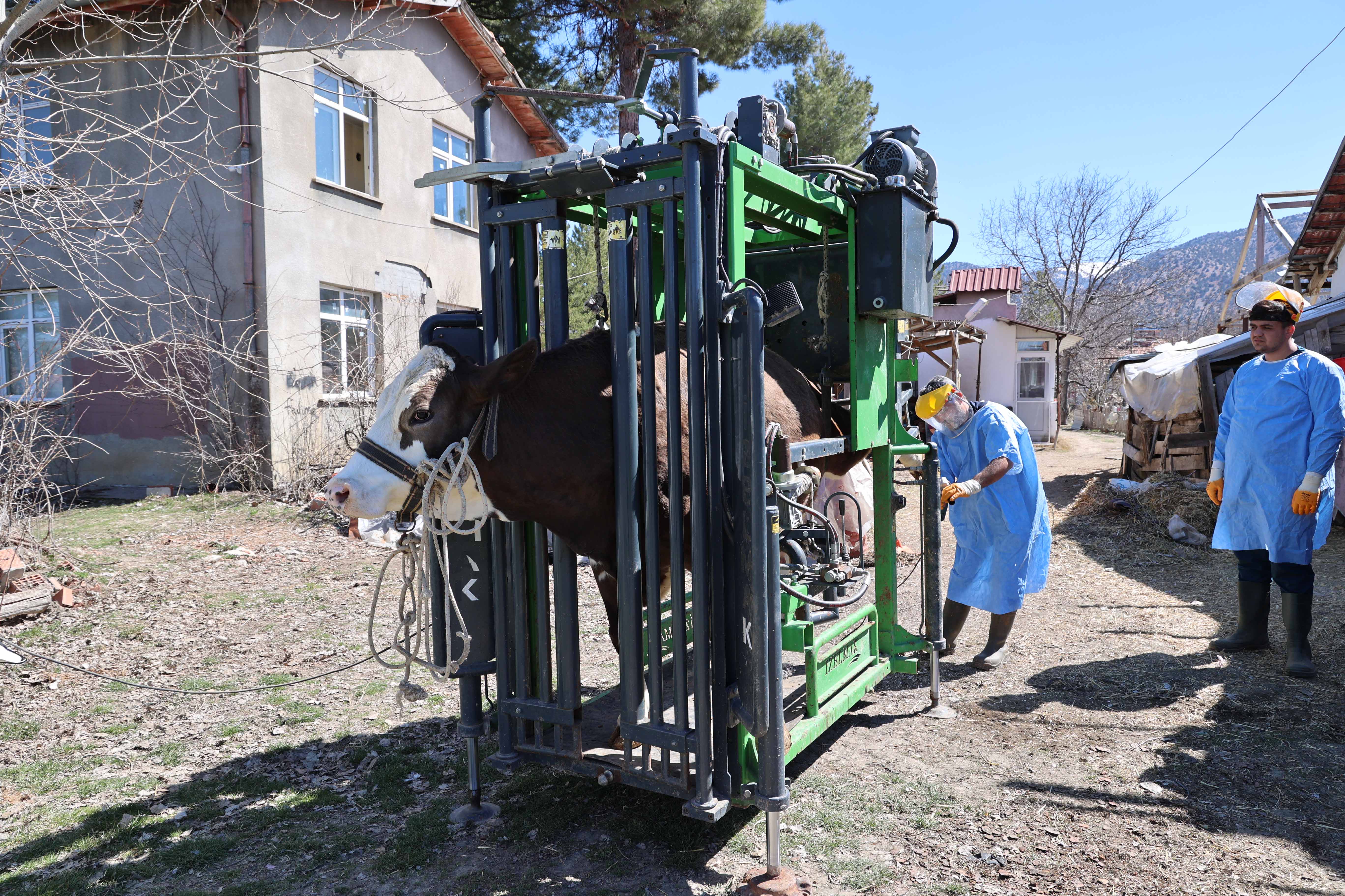 Antalya Büyükşehir Belediyesi'nden hayvancılığa destek 