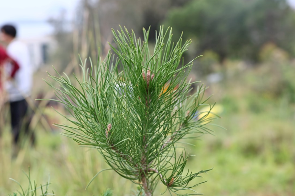 Bodrum'da bin 500 fidan toprakla buluştu