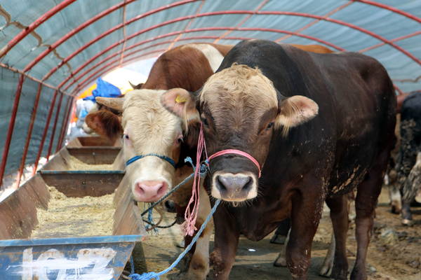 Yakacık Kurban Satış Alanı için başvurular başlıyor<