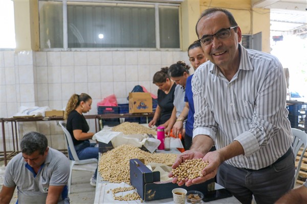 Gazipaşa’da 30 dönüm alanda nohut hasadı yapıldı<