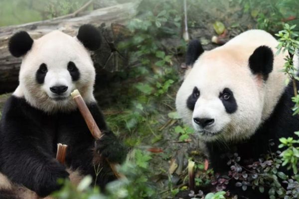 Pingping ve Fushuang adlı iki dev panda ABD’ye ulaştı<