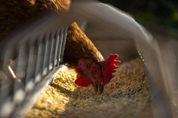 TÜİK - Tavuk eti üretimi yüzde 0,5 azalışla 228 bin 846 tona geriledi <