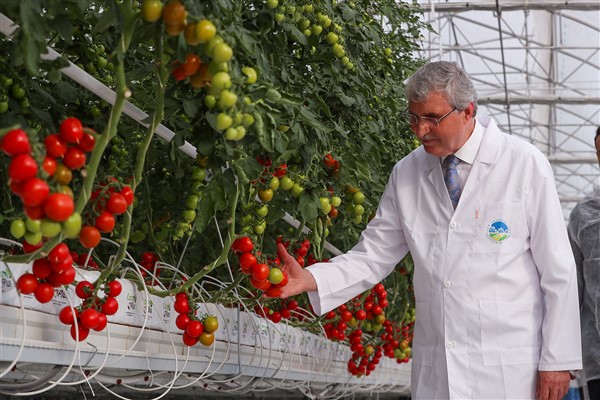 Seracılık Mükemmeliyet Merkezi’nde  4 aylık süreçte 550 ton domates üretildi