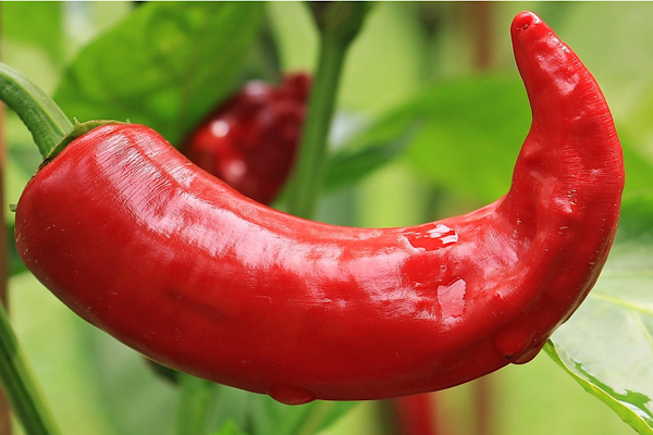 Ticaret Bakanlığı’ndan biber fiyatları hakkında denetim açıklaması<