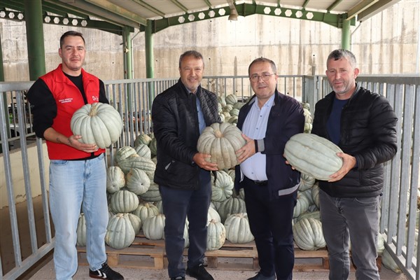 İzmit Belediyesi'nden 8 tonluk yerli üretim bal kabağı