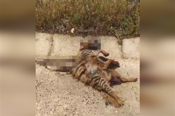 Şanlıurfa’da nesli tükenmekte olan sırtlana araba çarptı