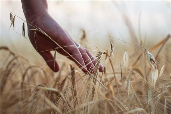 Arpa ve buğday endekslerinde haftalık yükseliş<