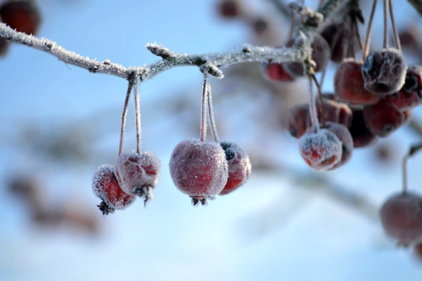 Ankara için zirai don uyarısı<