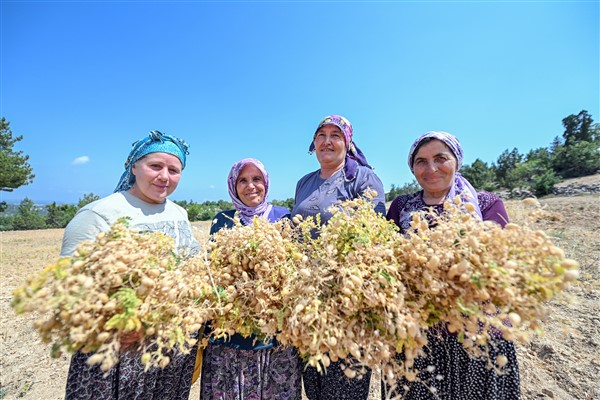 Büyükşehir ile atalık tohumlar geleceğe taşınıyor 