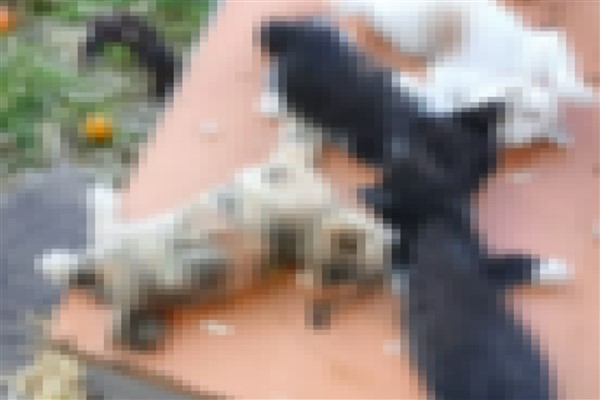 Gemlik'te 5 kedi bıçaklanarak telef edildi