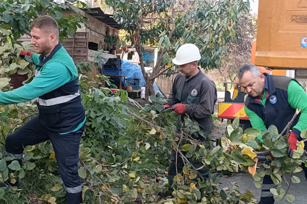 Trabzon'da ağaç budama çalışmaları