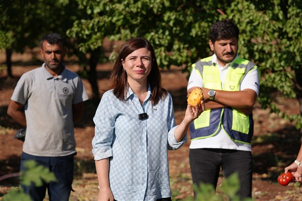 Diyarbakır'da yerel tohumlarla ilk hasat gerçekleşti