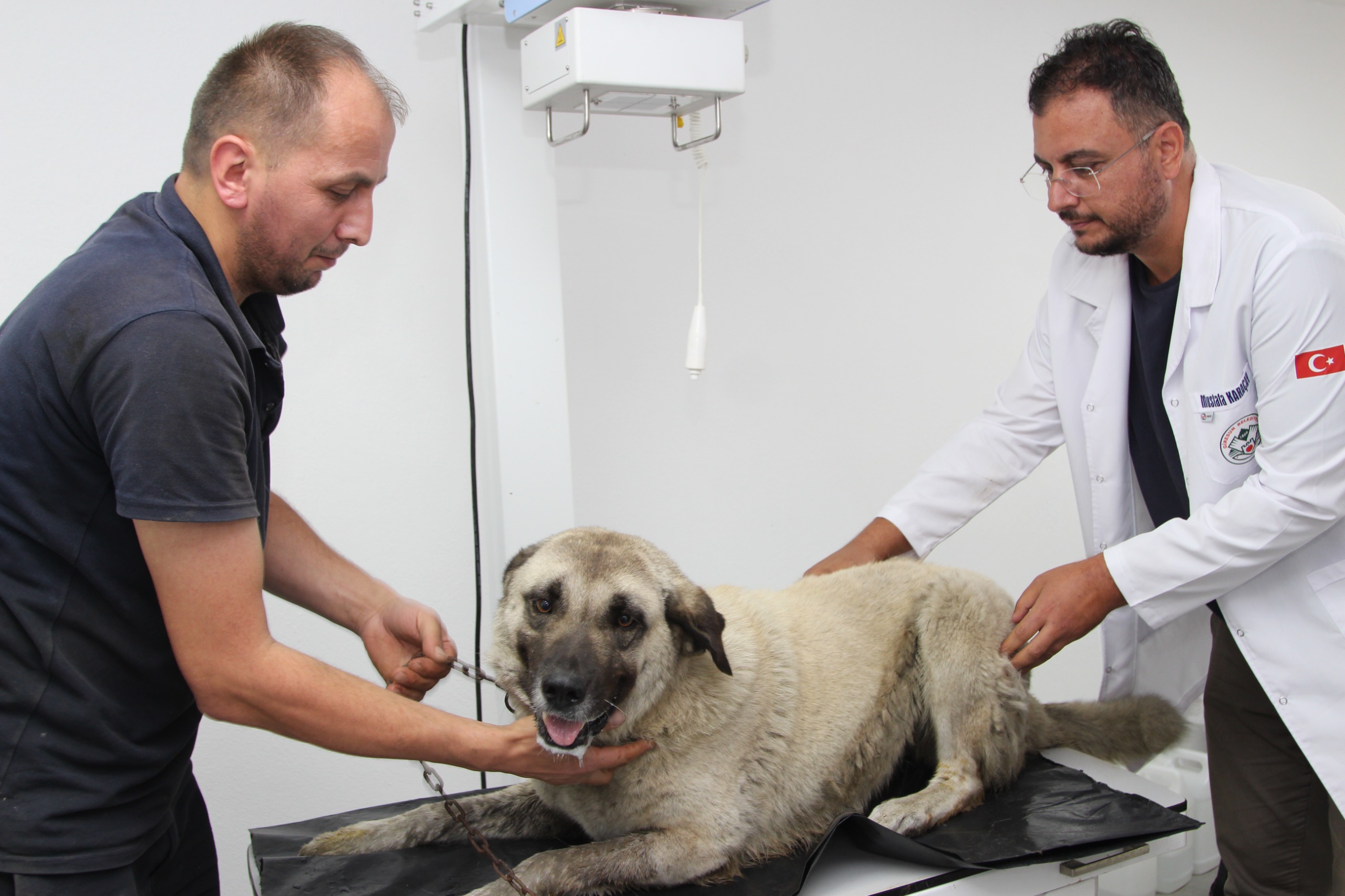 Giresun’da aracın üzerinden geçtiği yaralı köpek tedavi altına alındı<