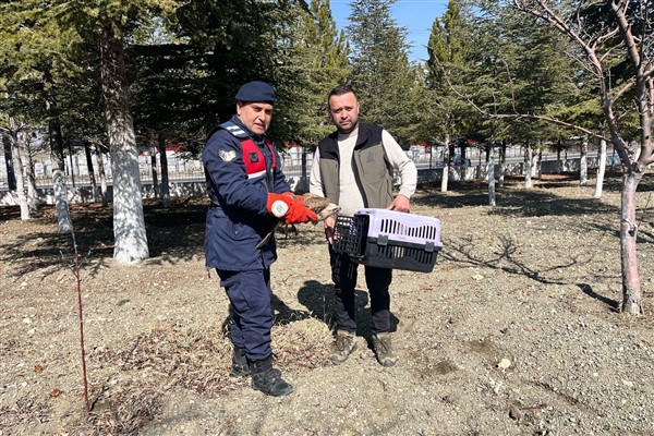 Dinar'da yaralı halde bulunan Kızıl Şahin Kuşu tedavi altına alındı