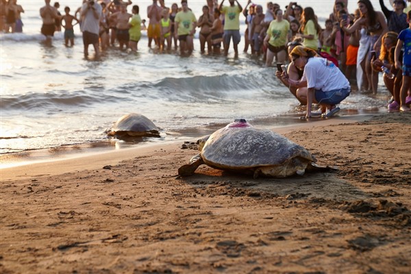 Tedavisi tamamlanan caretta carettalar uğurlandı<