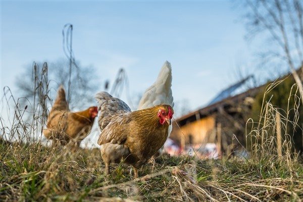 TÜİK- Tavuk yumurtası üretimi Ocak’ta yıllık 6,3 artışla 1,8 milyon adeti aştı<