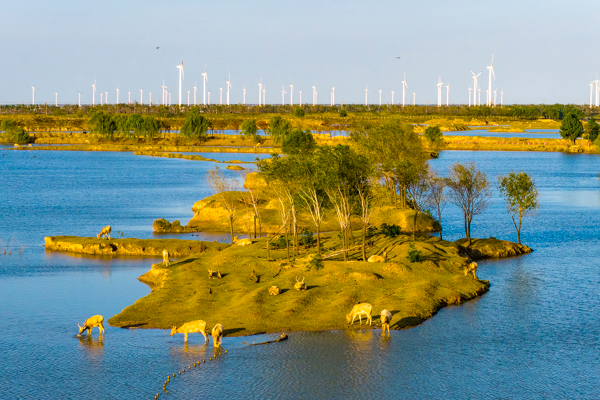 CGTN Anketi: İklim yönetişiminde somut adımlar atılmalı<