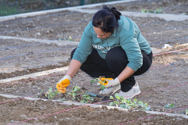 İzmir mahalle bostanlarında kış dikimleri başladı<