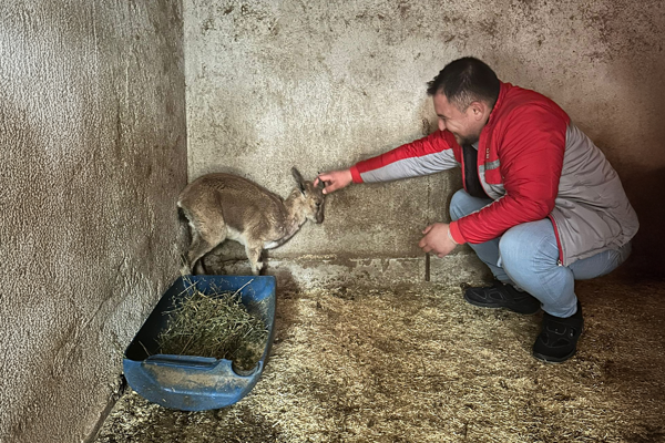 Kumluca'da bitkin halde bulunan yaban keçisini tedavi altına alındı<