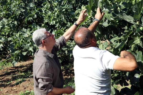 Mudanya’da incir hasadı devam ediyor