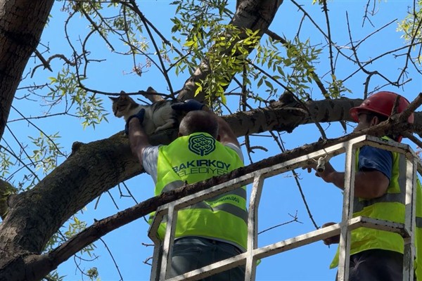 Bakırköy'de çıktığı ağaçta mahsur kalan kedi kurtarıldı