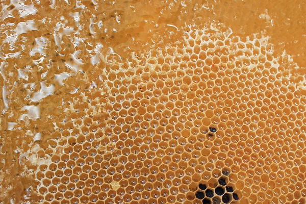 Yenice Ihlamur Balı coğrafi işaret tescili aldı 