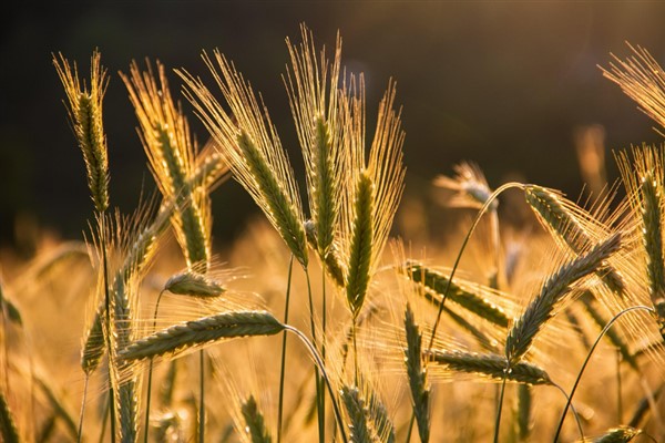 TÜRİB tarımsal ürün endekslerinde 2026 dönemi güncellemesi<