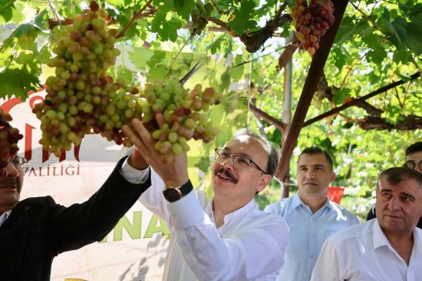 Siirt’te Tayfi üzümünde hasat dönemi başladı<