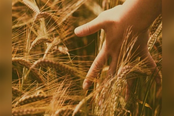 Ata Tohumu Ahmet Buğdayı Projesi tamamlandı