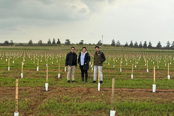TİGEM Ceylanpınar'daki zeytin plantasyonunda dikimler tamamlandı