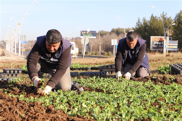 Diyarbakır’da çiçeklendirme çalışmaları sürüyor<