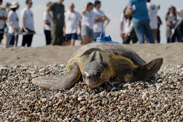 Miner Turtle Projesi: Caretta caretta’ların göç rotalarına uydu takibiyle ışık tutuluyor<