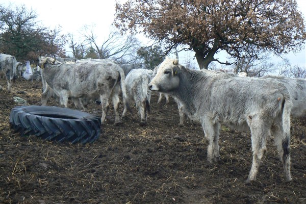 Keşan'da canlı hayvan pazarı kapatıldı