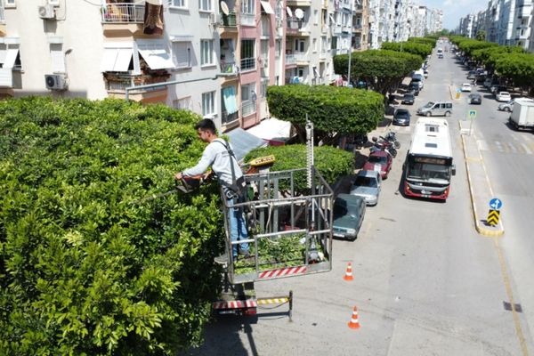 Kepez’de yeşil alanlarda bakım ve düzenleme çalışmaları sürüyor<