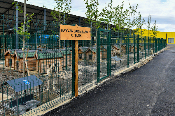 Ankara'da sokak hayvanlarına 8 milyon üzerinde veterinerlik hizmeti sağladı<