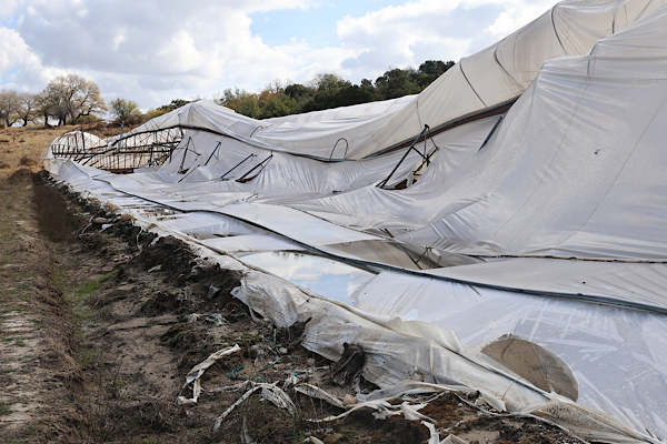 Büyükşehir'den Serik’te hasar gören üreticilere destek<