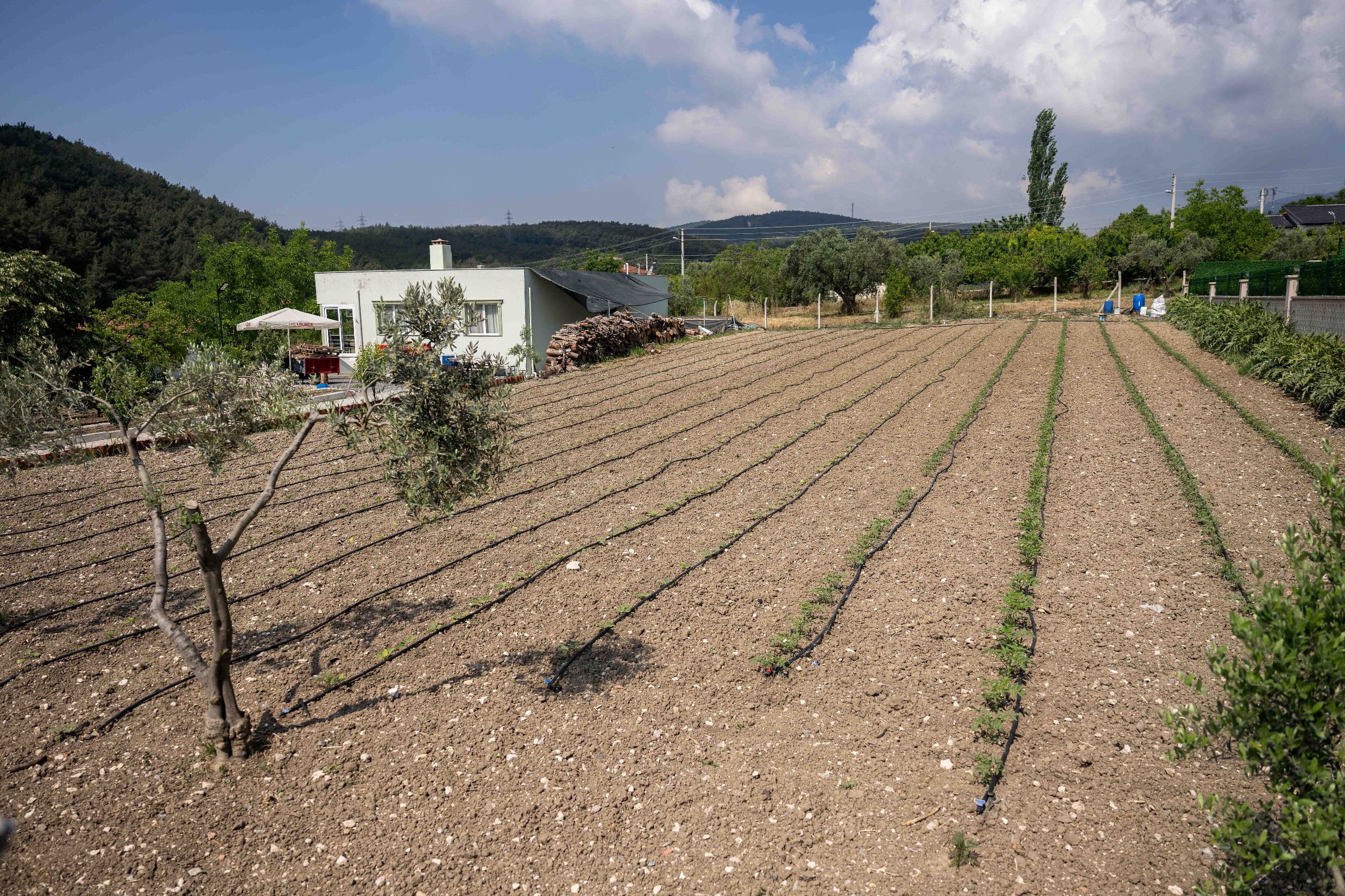 Bornova Belediyesi'nden gübre desteği<