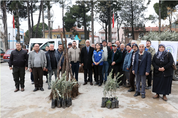 Büyükşehir’den Ula’da üreticiye zeytin ve ceviz fidanı desteği<