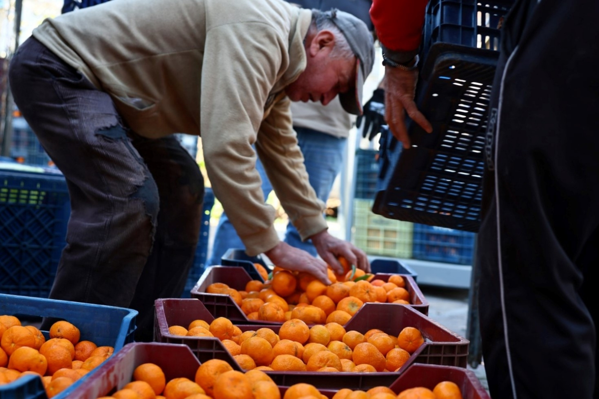 Bodrum’da mandalin üreticisine 5 milyon TL destek sağlandı