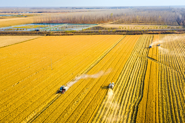 Çin, tarımsal modernleşme ve kırsal kalkınma planını açıkladı<