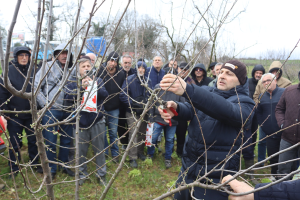 İzmit’te üreticilere uygulamalı budama eğitimi<