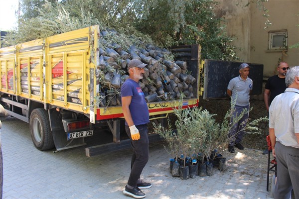 Antalya Büyükşehir Belediyesi'nden üreticilere zeytin fidanı desteği 