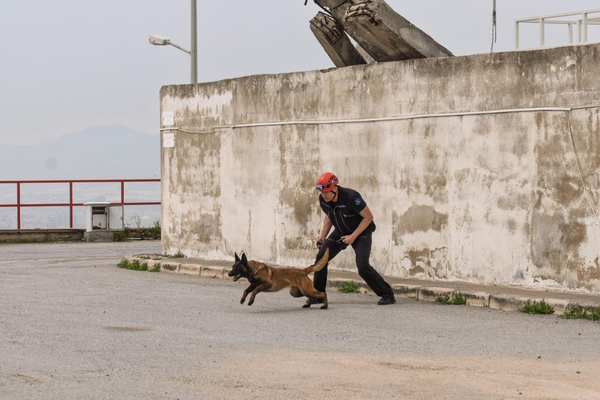 Barınaktan kurtarılan köpek enkaz arama için eğitiliyor